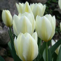 Tulipn fosteriana 'Purissima'